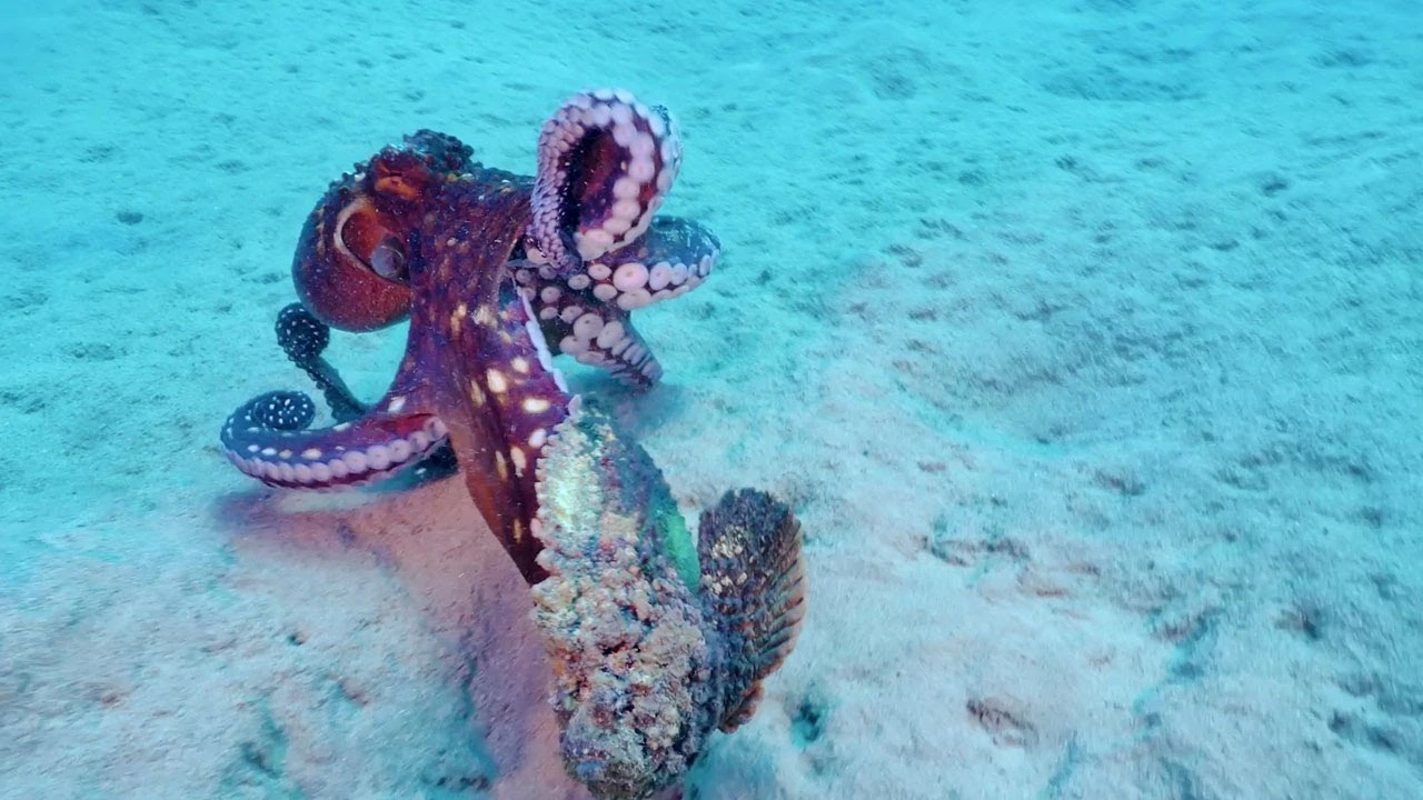 Pulpo devorando un pez