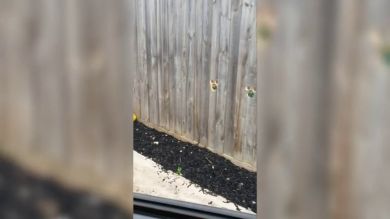 VÍDEO: Dos perros se vuelven virales al asomarse por unos agujeros en una valla para ver a su dueña