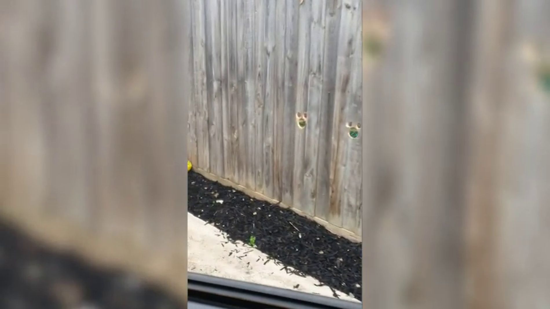 V&Iacute;DEO: Dos perros se vuelven virales al asomarse por unos agujeros en una valla para ver a su due&ntilde;o