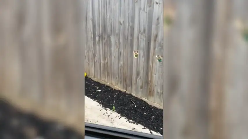 VÍDEO: Dos perros se vuelven virales al asomarse por unos agujeros en una valla para ver a su dueño