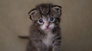 El zasca de la Policía en Twitter a un usuario que amenazaba con matar a su gato