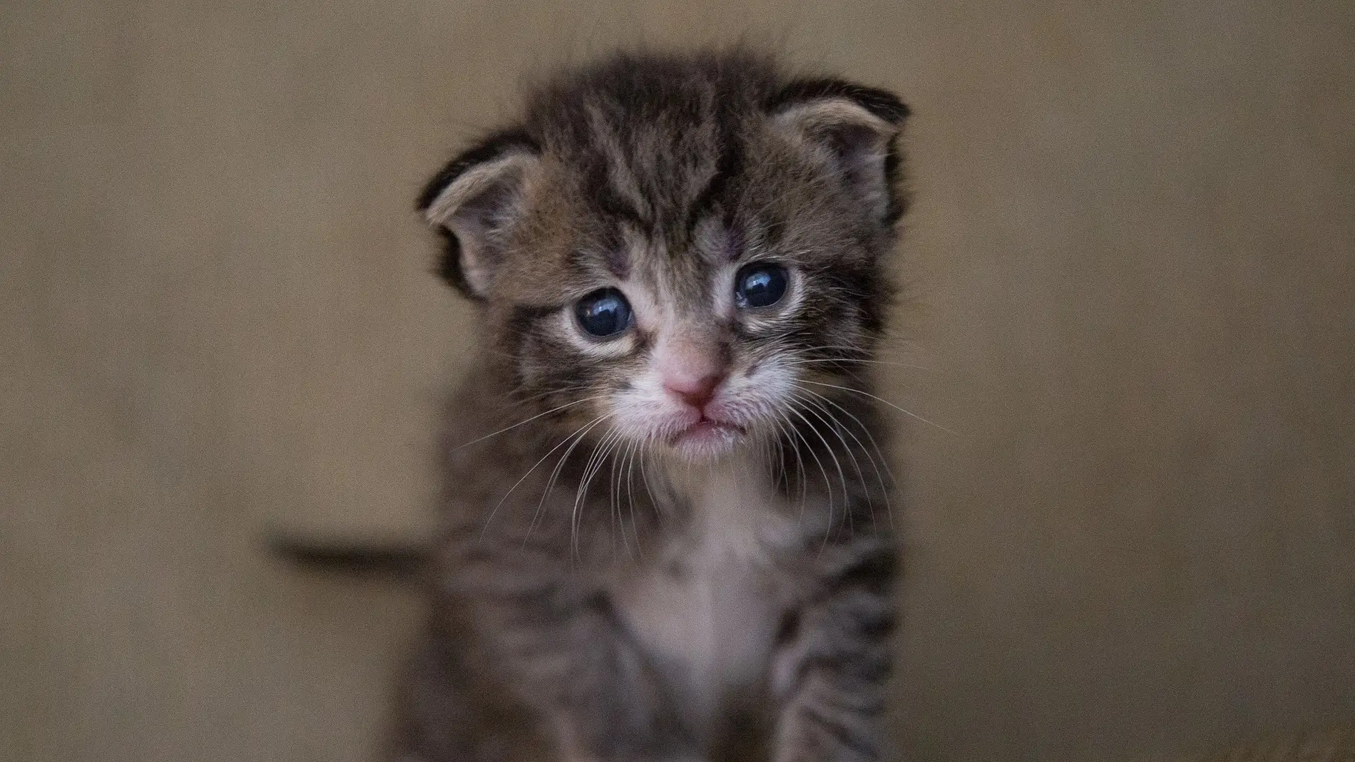 A los gatos mejor no tocarlos en internet