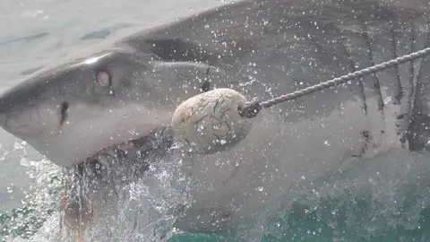 Tiburón (archivo) Tiburón (archivo)