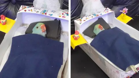 Loro durmiendo en su cama Loro durmiendo en su cama