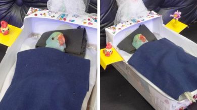 VÍDEO: Un diminuto loro se vuelve viral al dormir en su propia cama