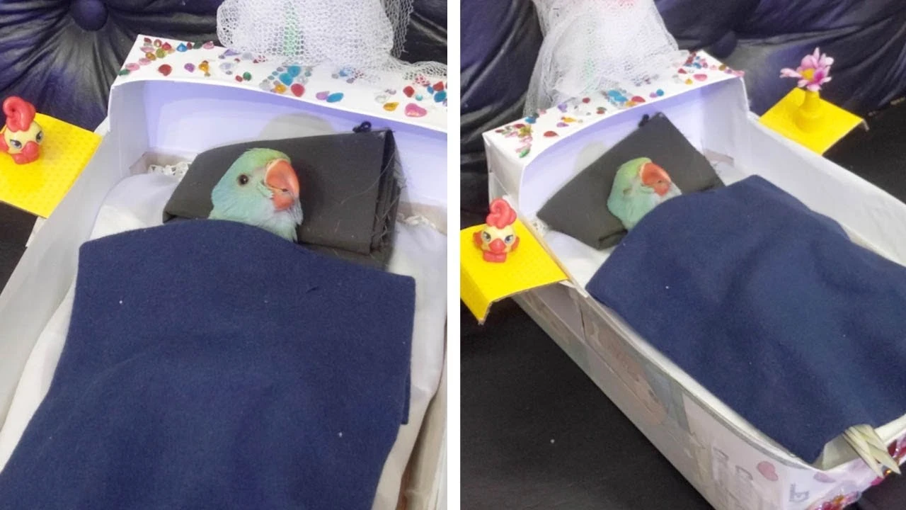 Loro durmiendo en su cama