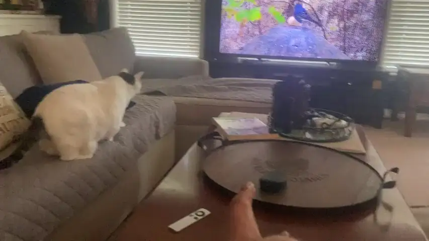 VÍDEO: Un gato salta a la televisión para cazar a un pájaro