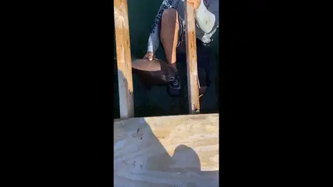 VÍDEO: Un tiburón muerde en el tobillo a un hombre durante 15 minutos VÍDEO: Un tiburón muerde en el tobillo a un hombre durante 15 minutos