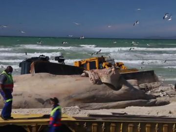VÍDEO: Usan dos grandes excavadoras para sacar el gigantesco cuerpo de una ballena muerta en una playa