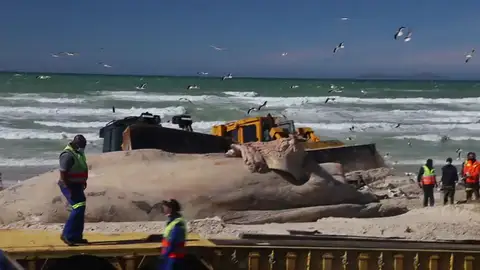 VÍDEO: Usan dos grandes excavadoras para sacar el gigantesco cuerpo de una ballena muerta en una playa VÍDEO: Usan dos grandes excavadoras para sacar el gigantesco cuerpo de una ballena muerta en una playa