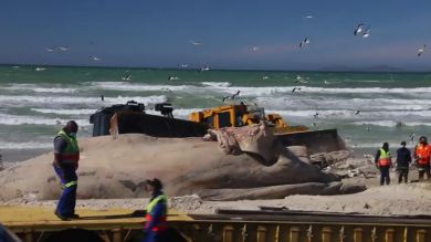 VÍDEO: Usan dos grandes excavadoras para sacar el gigantesco cuerpo de una ballena muerta en una playa