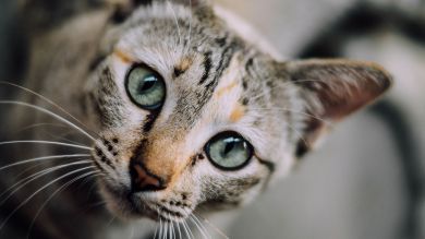 Una gata inunda la casa de su dueña y después no se arrepiente de nada