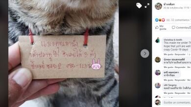 Un gato desaparece durante tres días y regresa a casa endeudado