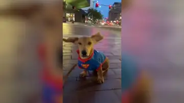 VÍDEO: Un perro a punto de salir volando con sus orejas agitándose por el viento se vuleve viral