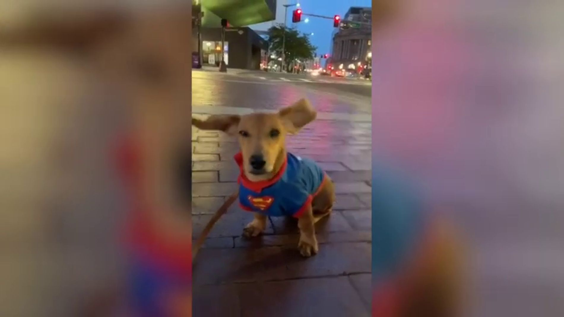 V&Iacute;DEO: Un perro a punto de salir volando con sus orejas agit&aacute;ndose por el viento se vuleve viral