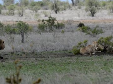 VÍDEO: Una leona le muestra a un león quién manda realmente