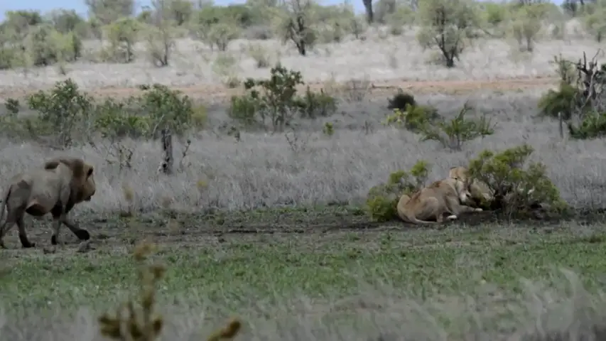 VÍDEO: Una leona le muestra a un león quién manda realmente
