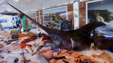 Encuentran un tiburón apuñalado en el corazón por un pez espada