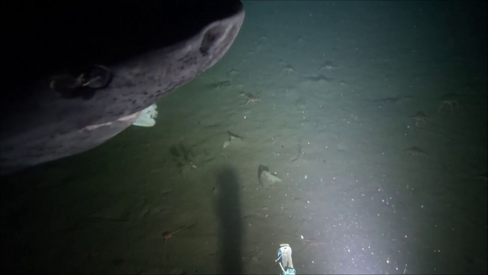 Graban a un tibur&oacute;n de Groenlandia que podr&iacute;a llevar vivo 500 a&ntilde;os
