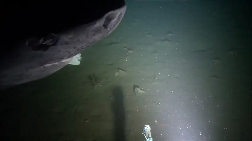 Graban a un tiburón de Groenlandia que podría llevar vivo 500 años