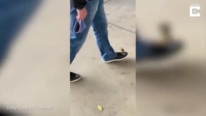 VÍDEO: Un pájaro curioso monta un zapato de un hombre mientras camina