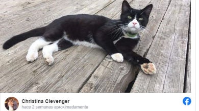 Un gato se perdió dando un paseo y fue encontrado varios dias después a 4.000 kilómetros de su casa