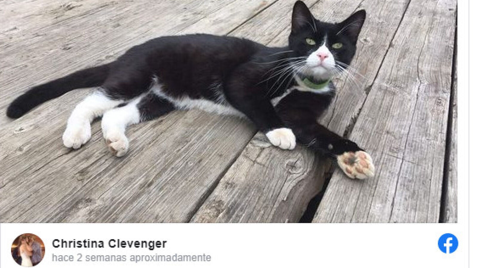 Un gato se perdió dando un paseo y fue encontrado varios dias después a 4.000 kilómetros de su casa