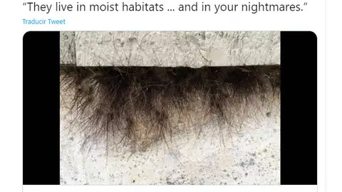 Tuit de @newstribune Tuit de @newstribune