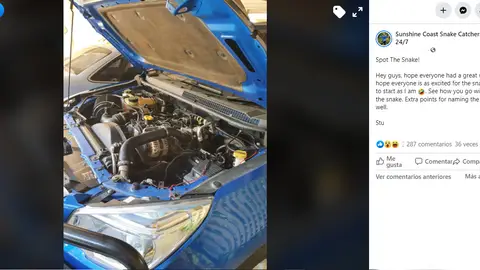 Facebook de Sunshine Coast Snake Catchers Facebook de Sunshine Coast Snake Catchers