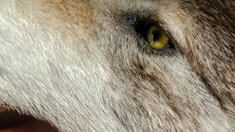 Lobo (archivo) Lobo (archivo)