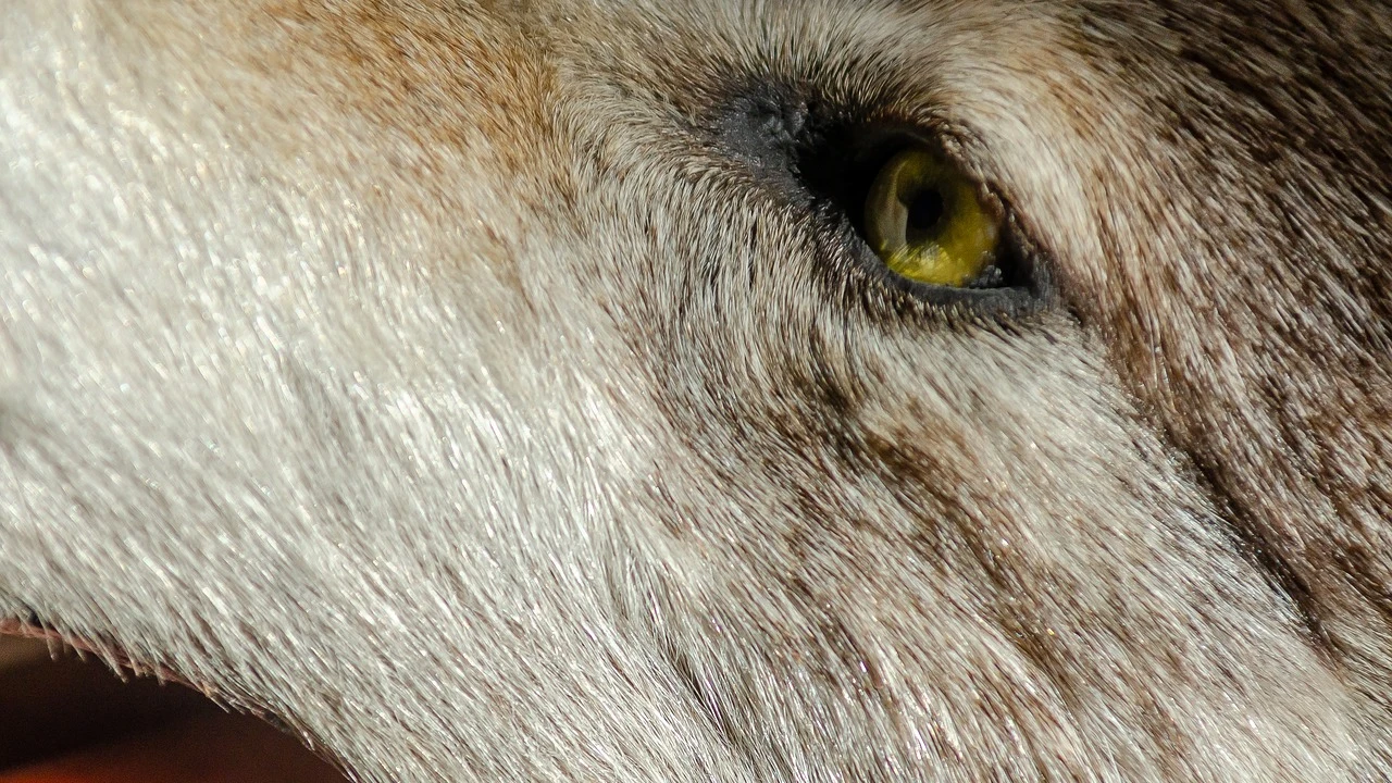 Lobo (archivo) Lobo (archivo)