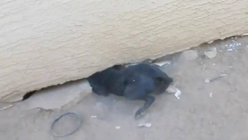Encuentran una perra herida en la calle y se llevan la sorpresa de su vida cuando los lleva hasta debajo de una casa