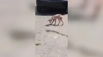 Un vídeo muestra la incréible transformación de un perro callejero hambriento a lo largo de un año