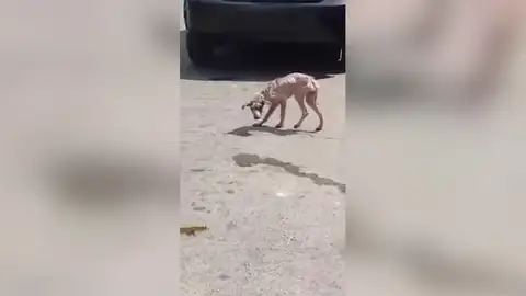 Un vídeo muestra la incréible transformación de un perro callejero hambriento a lo largo de un año Un vídeo muestra la incréible transformación de un perro callejero hambriento a lo largo de un año