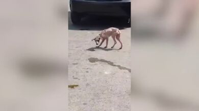 Un vídeo muestra la increíble transformación de un perro callejero hambriento a lo largo de un año