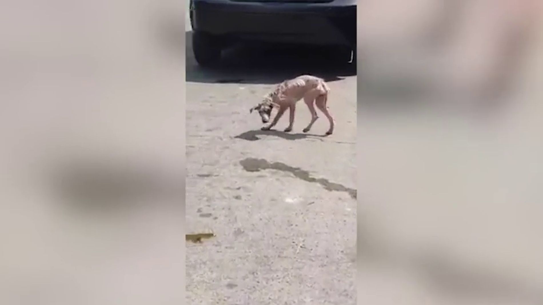 Un v&iacute;deo muestra la incr&eacute;ible transformaci&oacute;n de un perro callejero hambriento a lo largo de un a&ntilde;o