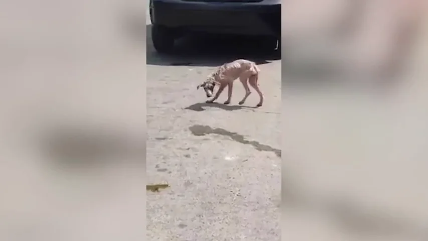 Un vídeo muestra la incréible transformación de un perro callejero hambriento a lo largo de un año