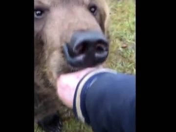 Mete su mano en la boca de un oso