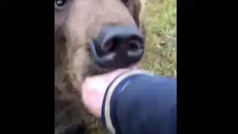 Mete su mano en la boca de un oso Mete su mano en la boca de un oso