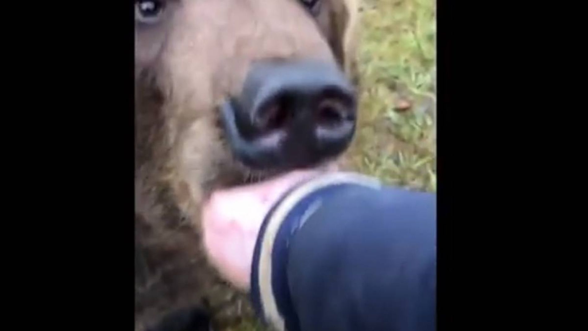 Mete su mano en la boca de un oso