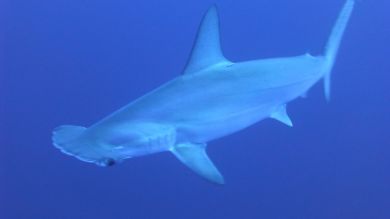 Un tiburón martillo de 3 metros rodea a un hombre que nadaba en una playa de Miami