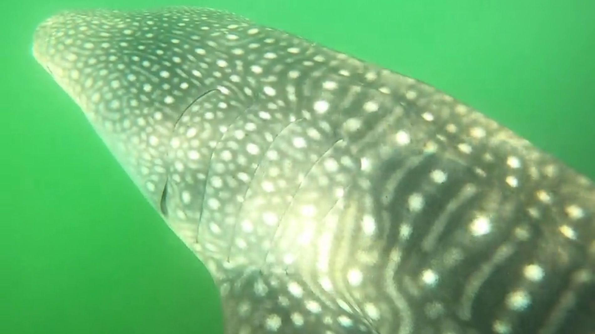 V&Iacute;DEO: Un buceador se encuentra con un tibur&oacute;n ballena en un canal de Abu Dabi