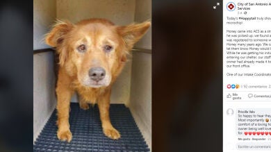 Se reencontró con su perro siete años después de perderlo gracias al microchip y todavía la reconoció