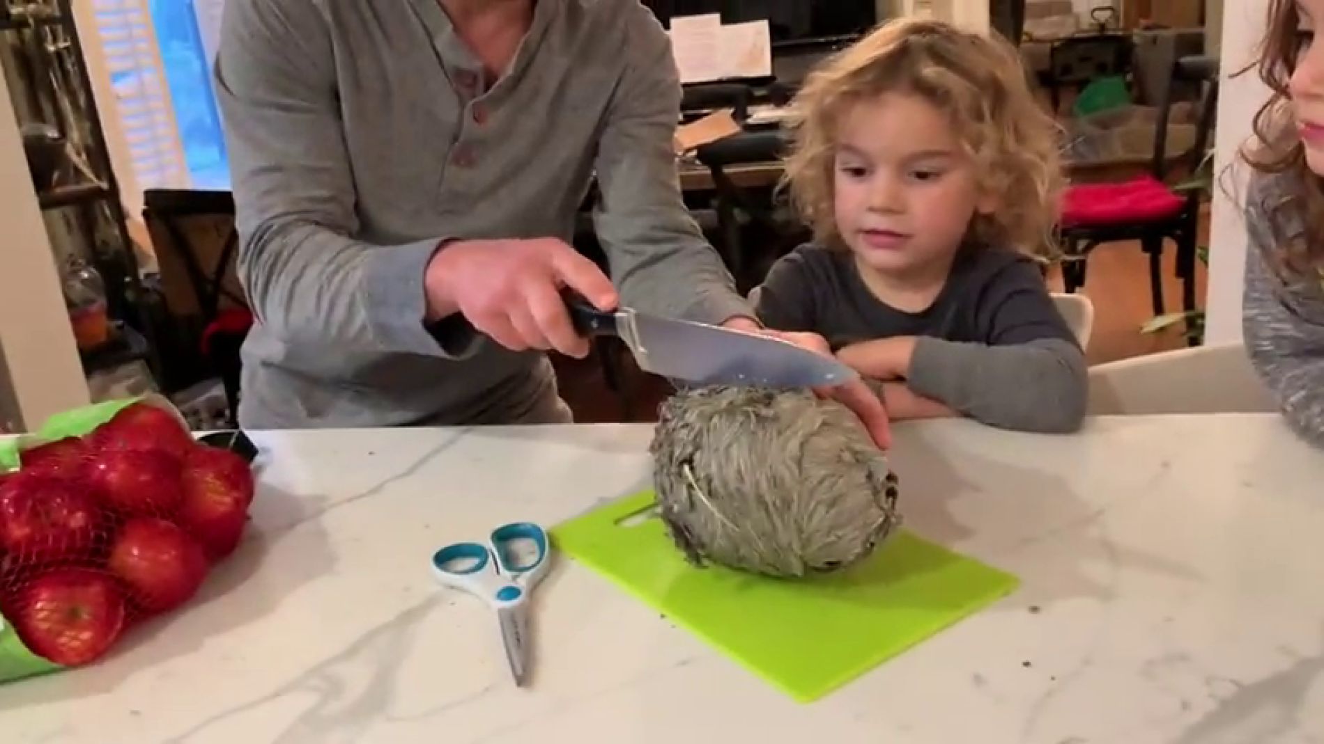 V&Iacute;DEO: Abr&eacute; un nido de avispas por la mitad y esto es lo que se encuentra