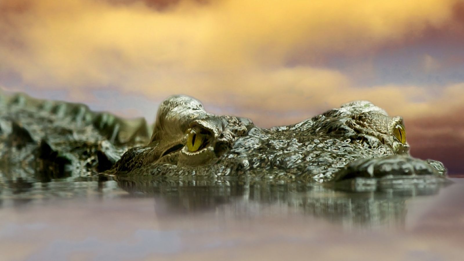 Las impactantes imágenes de una garza devorando a un cocodrilo
