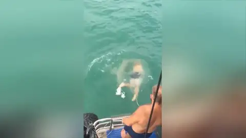 VÍDEO: Un hombre se lanza al mar para pelear con un tiburón y pierde la batalla VÍDEO: Un hombre se lanza al mar para pelear con un tiburón y pierde la batalla