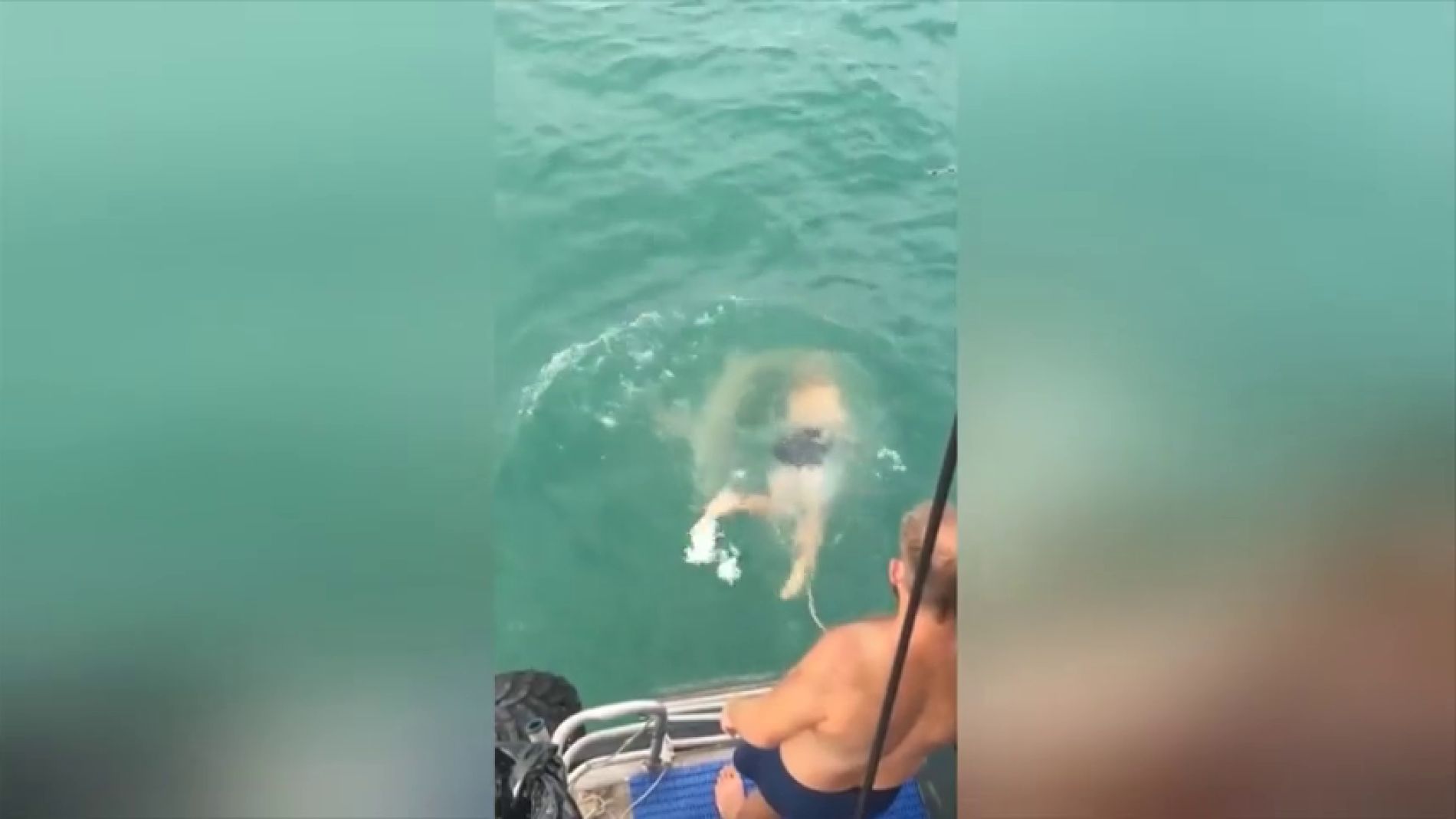 V&Iacute;DEO: Un hombre se lanza al mar para pelear con un tibur&oacute;n y pierde la batalla