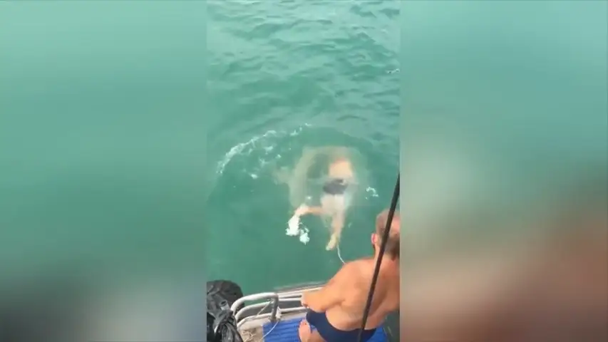 VÍDEO: Un hombre se lanza al mar para pelear con un tiburón y pierde la batalla