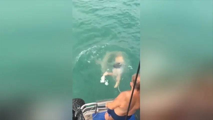 VÍDEO: Un hombre se lanza al mar para pelear con un tiburón y pierde la batalla