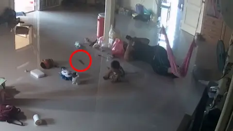 Una madre evita en el último segundo que un ciempiés venenoso gigante muerda a su bebé Una madre evita en el último segundo que un ciempiés venenoso gigante muerda a su bebé